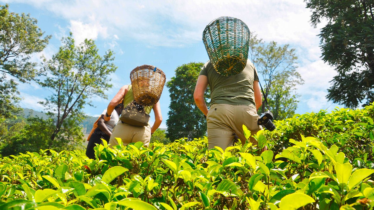 Удивительная Шри-Ланка (25 дней)