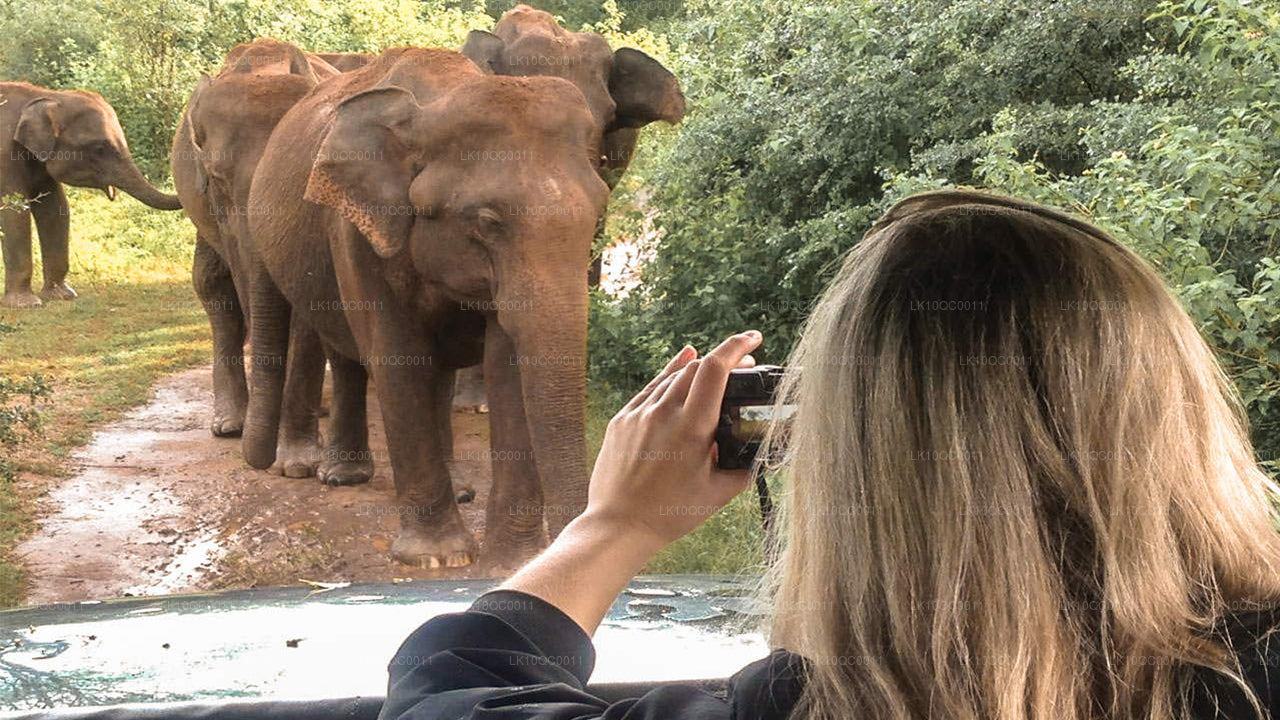 Цейлонская ласка (26 дней)