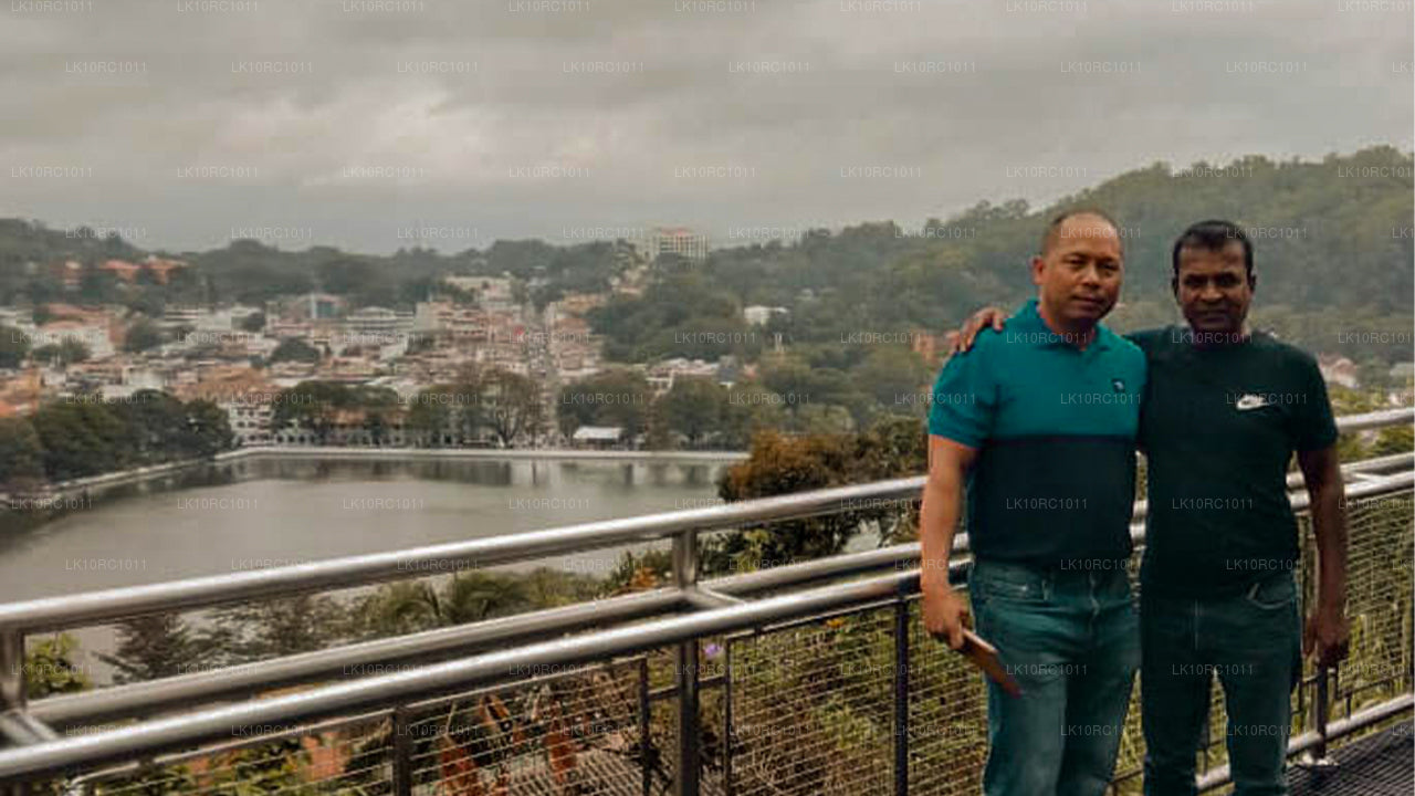 Цейлонская ласка (27 дней)