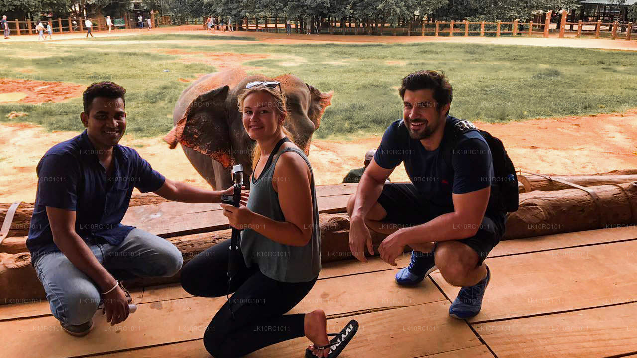 Цейлонская ласка (27 дней)