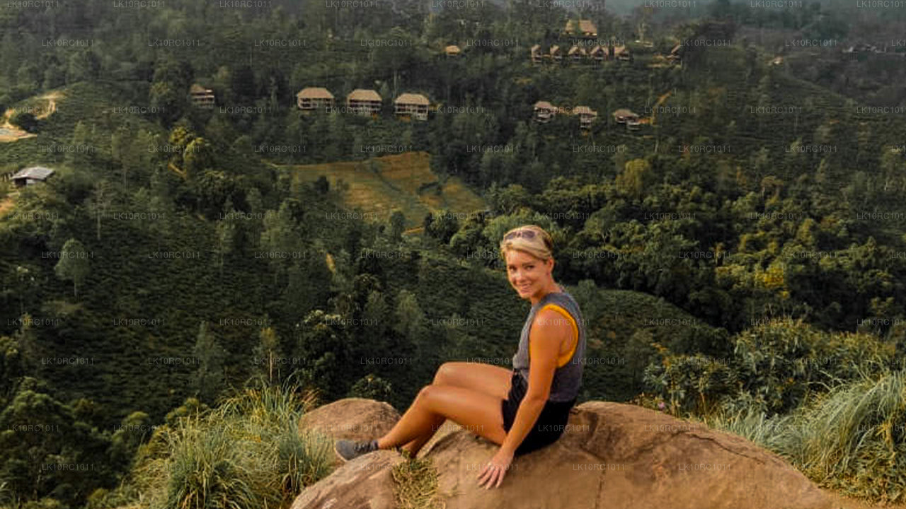 Цейлонская ласка (27 дней)