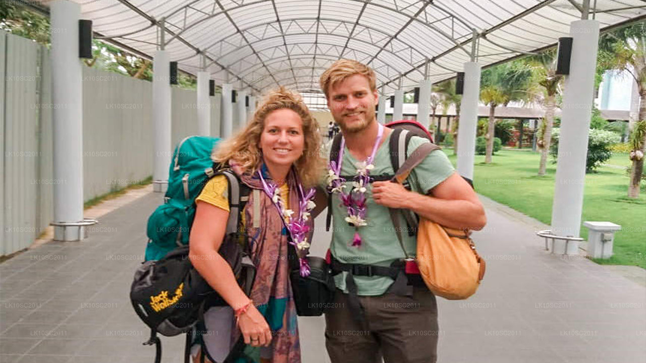 Цейлонская ласка (28 дней)