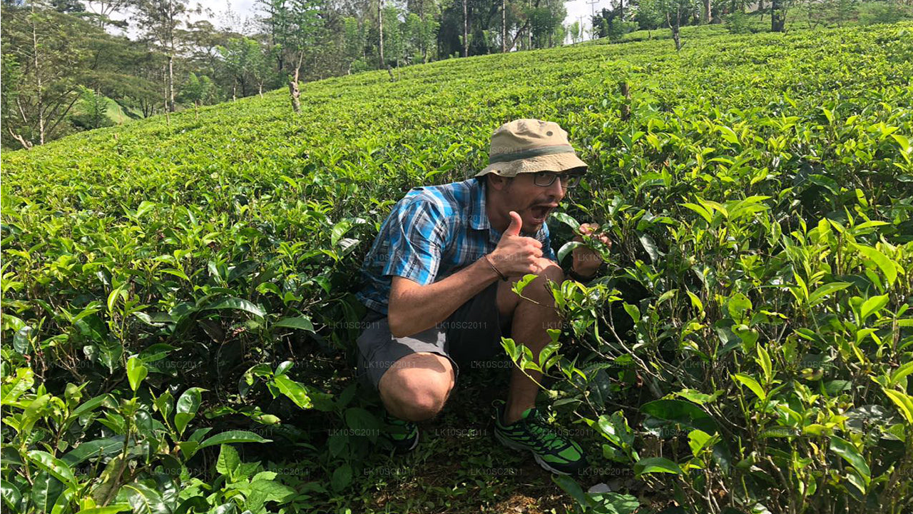 Цейлонская ласка (28 дней)