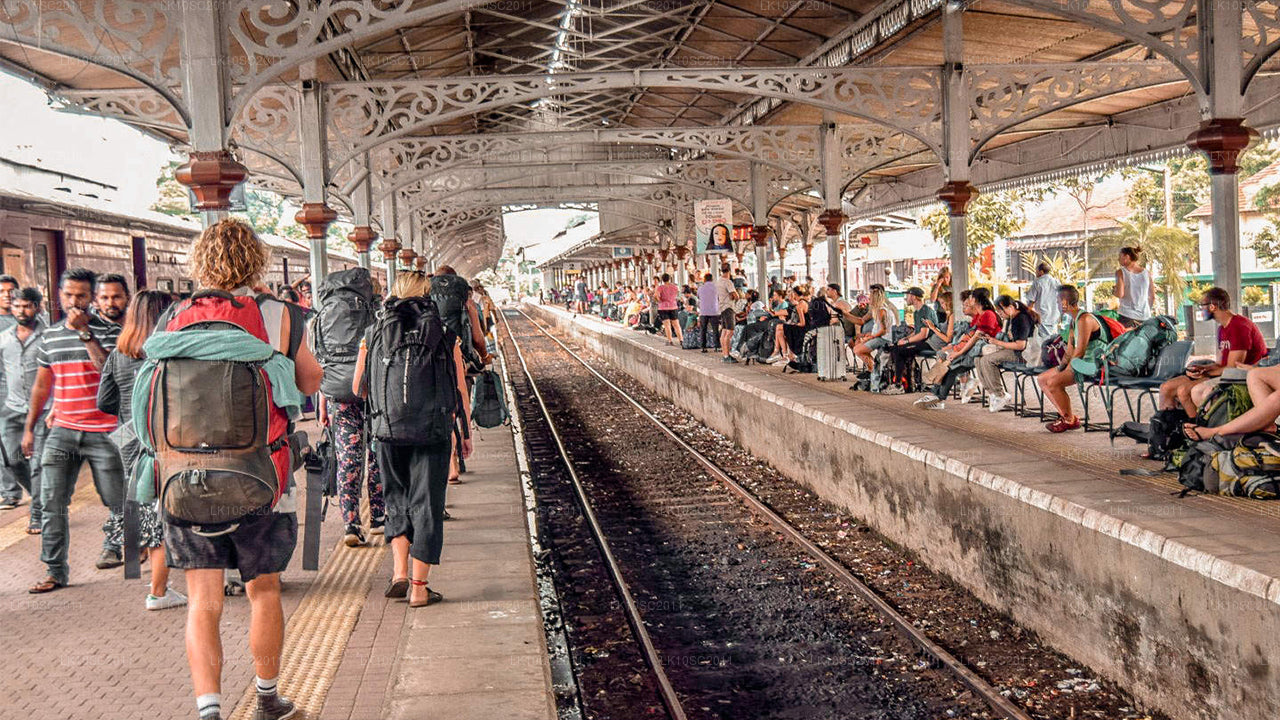 Цейлонская ласка (28 дней)