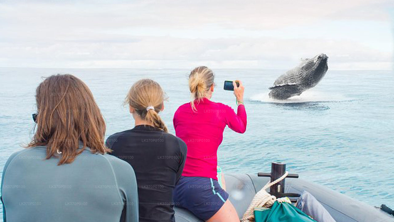 Наблюдение за китами из Хирикетии на общей лодке