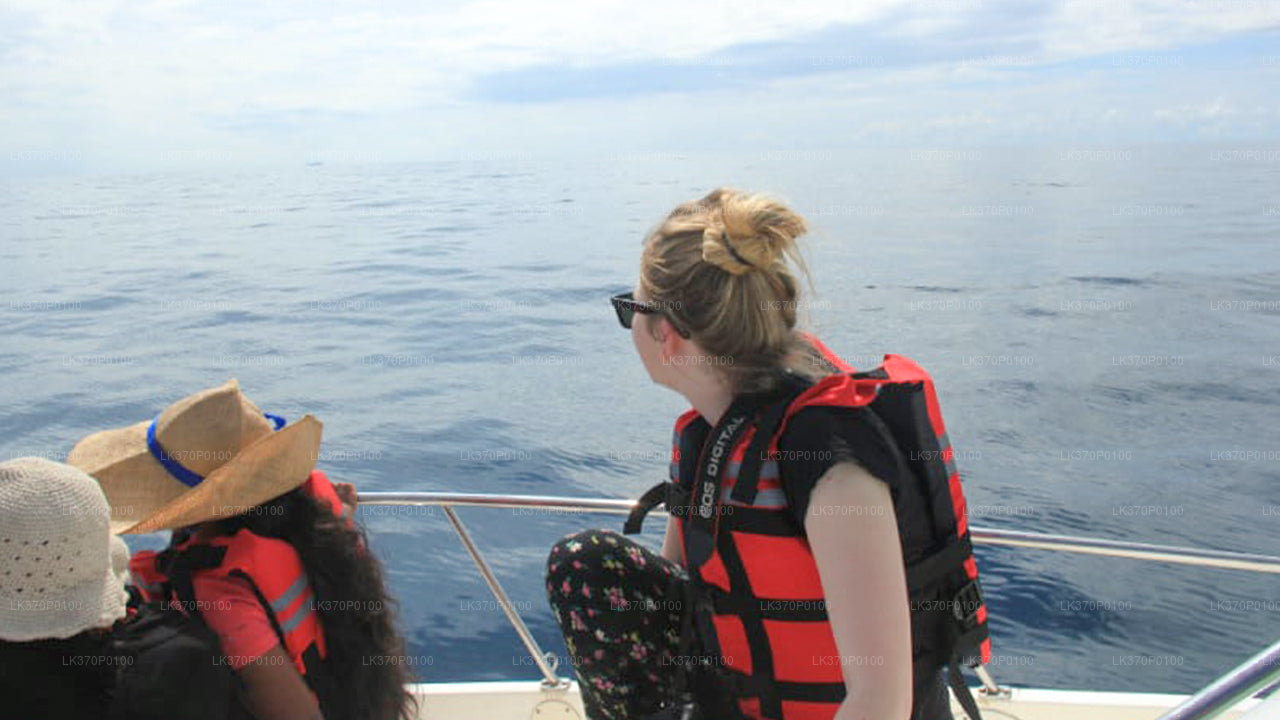 Наблюдение за китами из Хирикетии на общей лодке