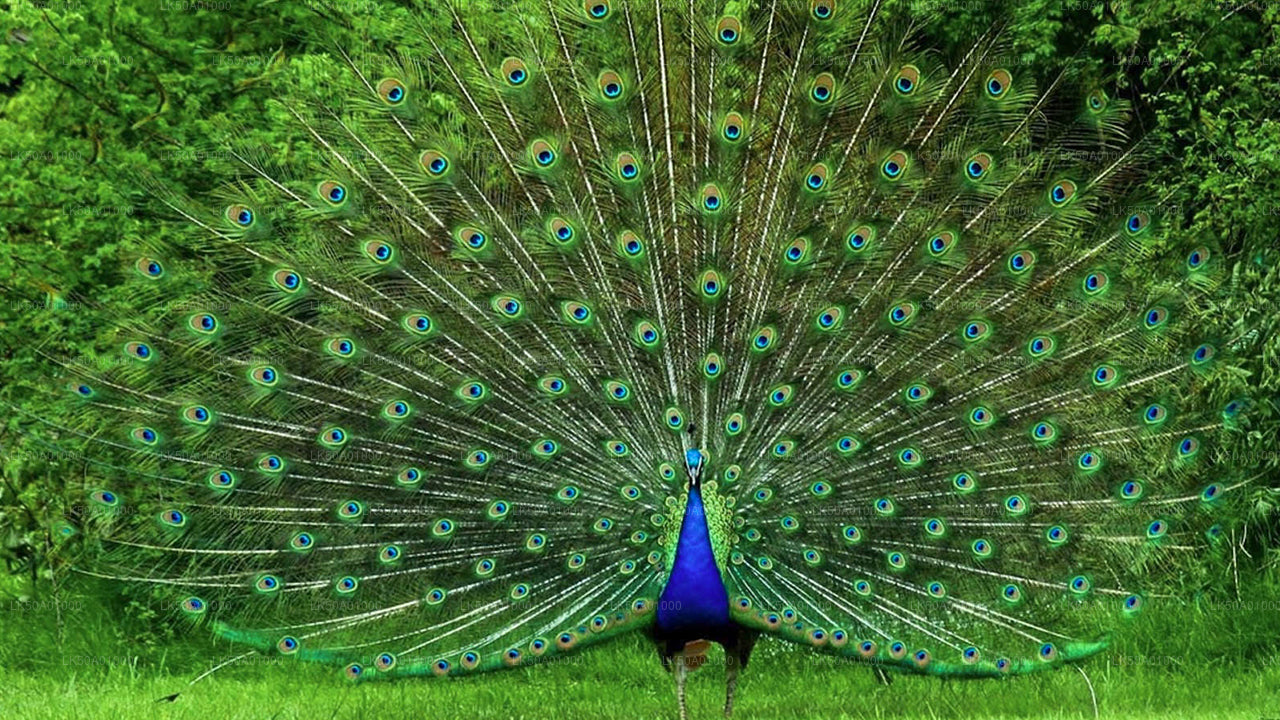 Частное сафари в национальном парке Удавалаве