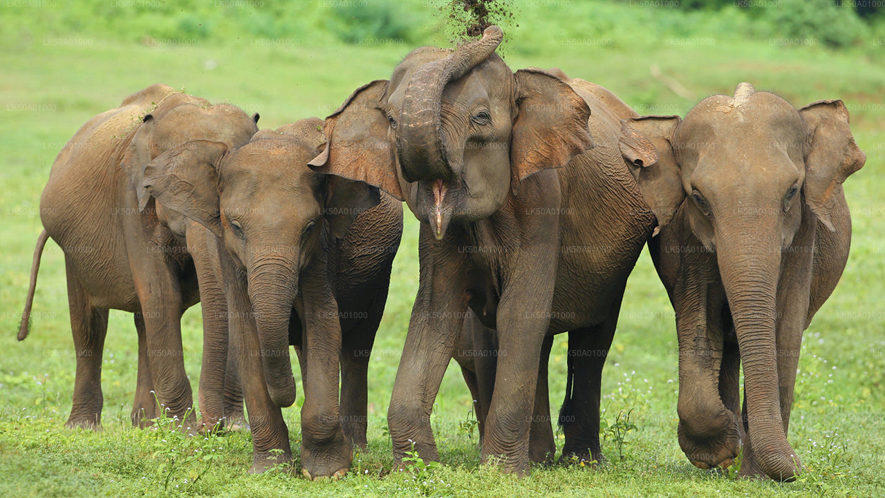 Частное сафари в национальном парке Удавалаве