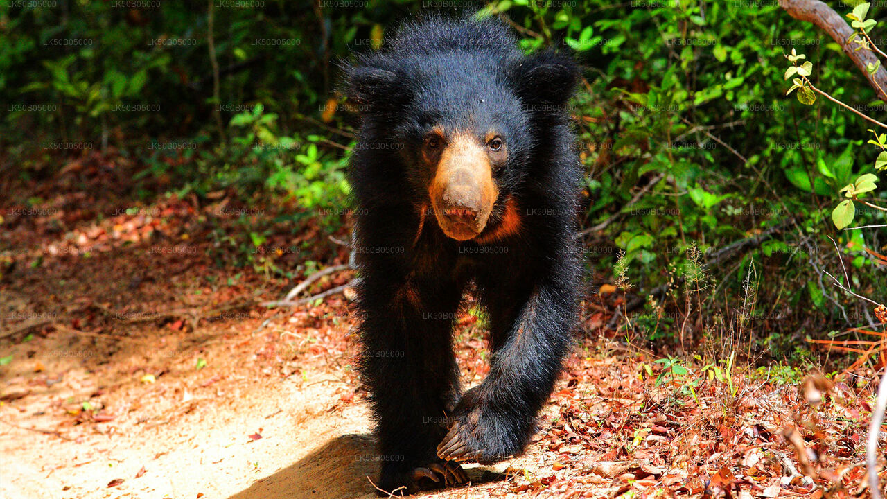Частное сафари в национальном парке Миннерия из Сигирии