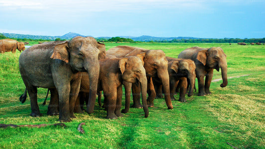 Частное сафари в национальном парке Миннерия из Дамбуллы