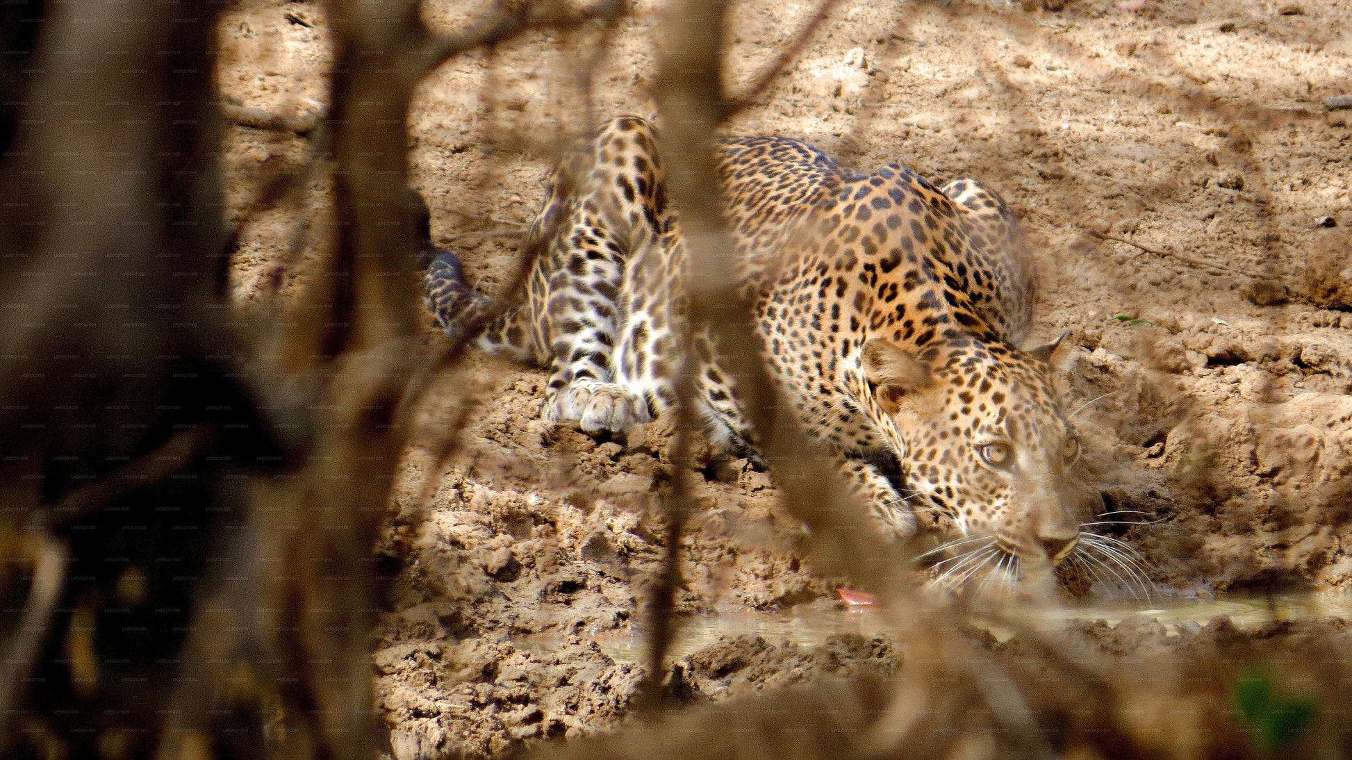Sri Lankan leopard crouching low on the ground, partially hidden by tree branches.