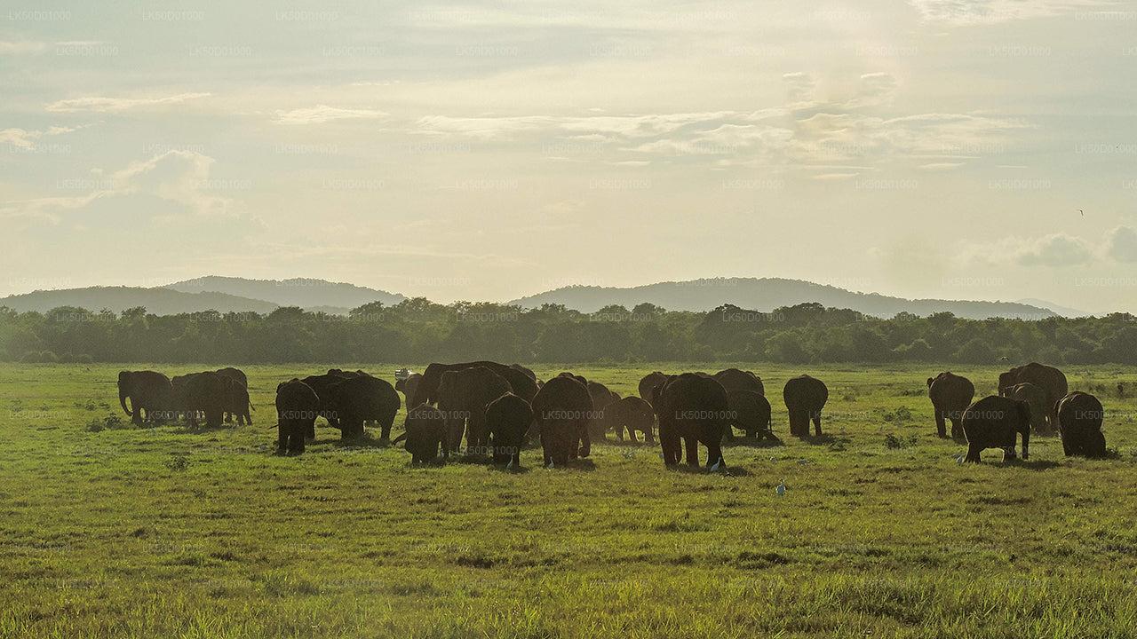 A large herd of elephants grazing on open grasslands with distant hills under a cloudy sky.
