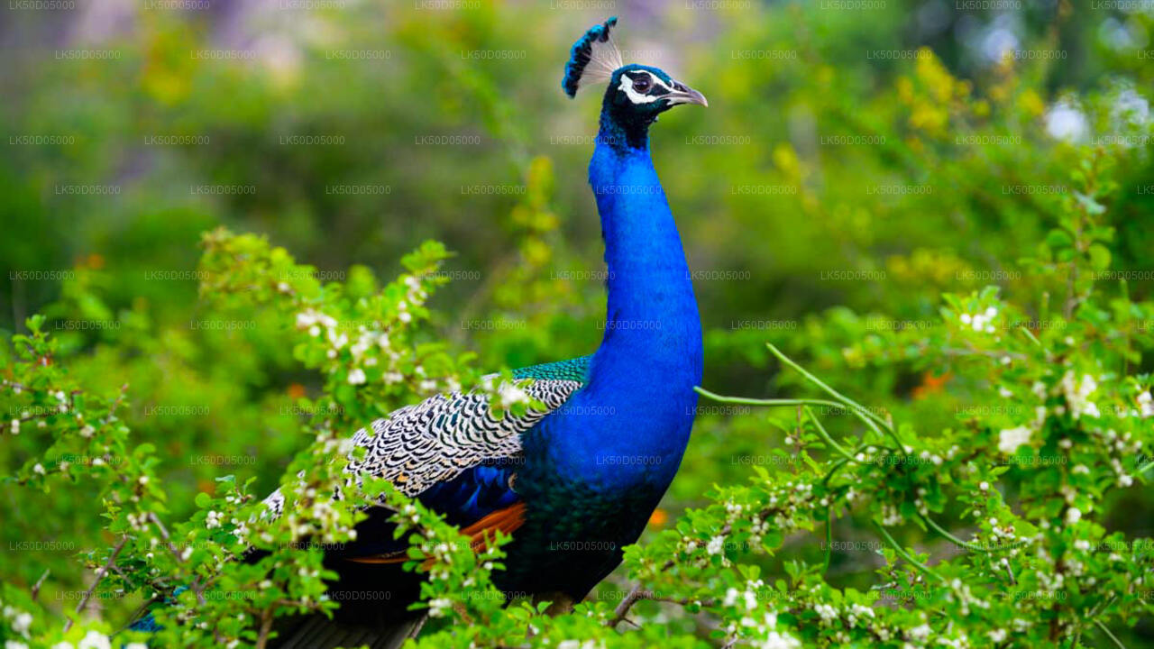 Частное сафари в национальном парке Каудулла из Сигирии