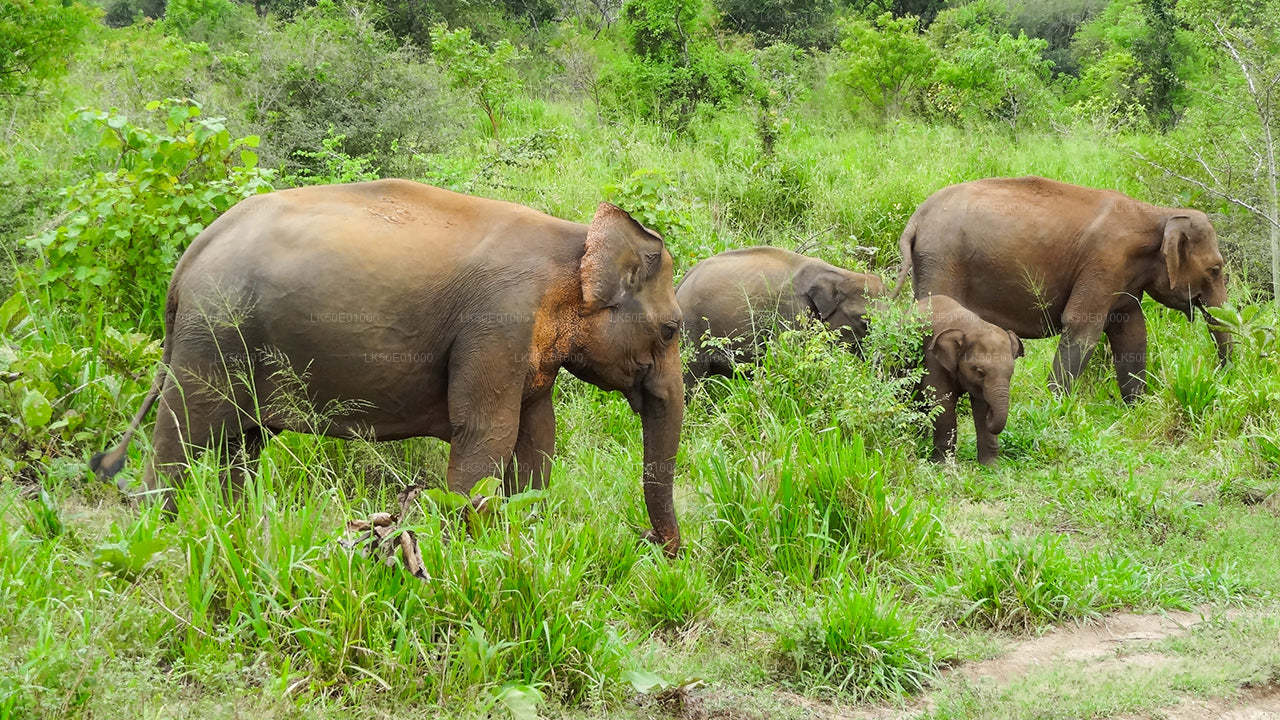 A small herd of wild elephants, including calves, grazing on lush green grass in the jungle.
