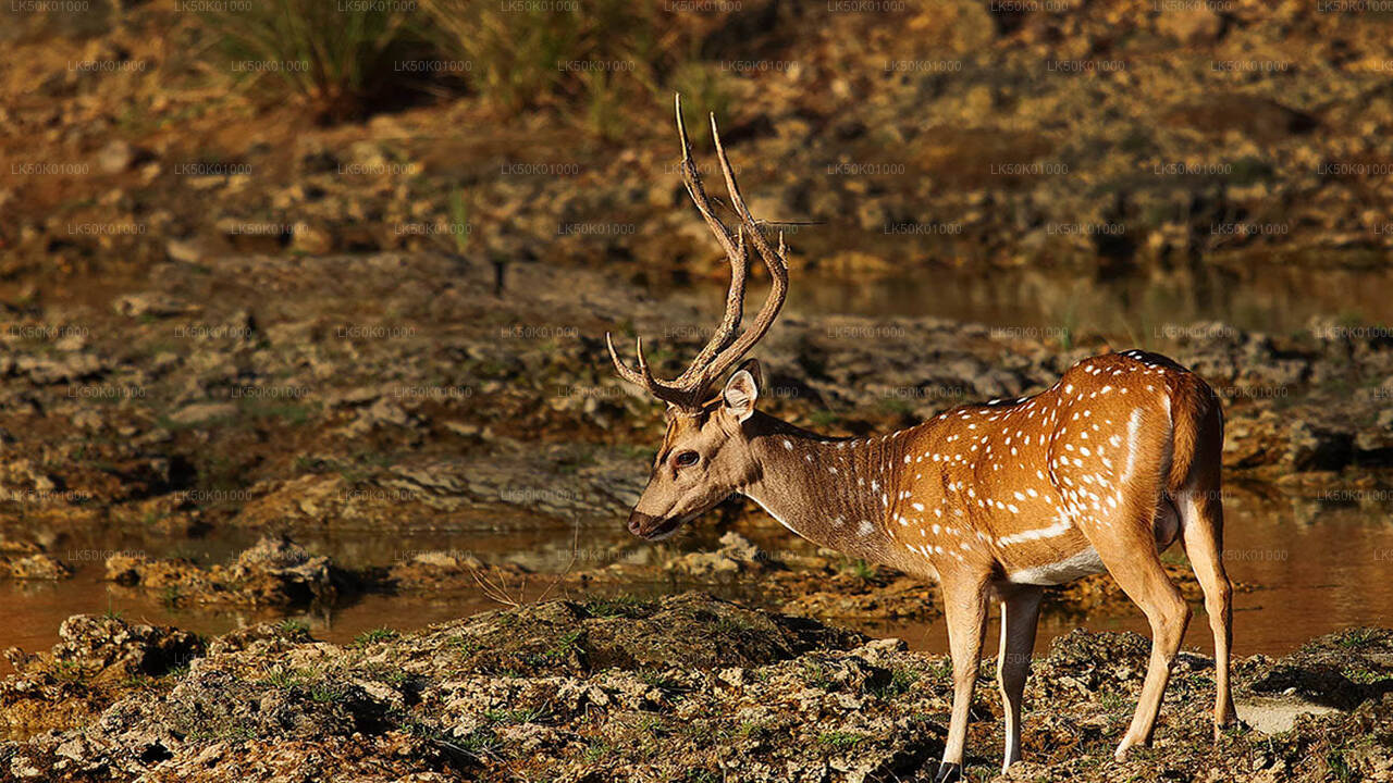 ALT text: A spotted deer with large antlers standing on rocky ground near a waterhole, looking down as it grazes in the wild.

