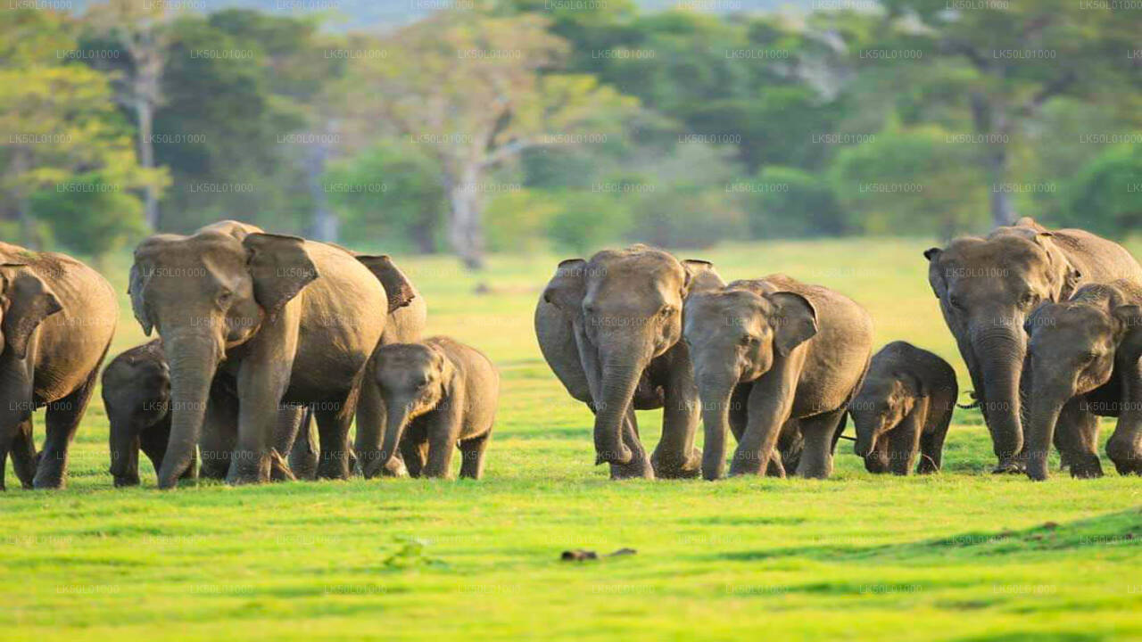 A herd of elephants in a grassy field within Kalawewa National Park.