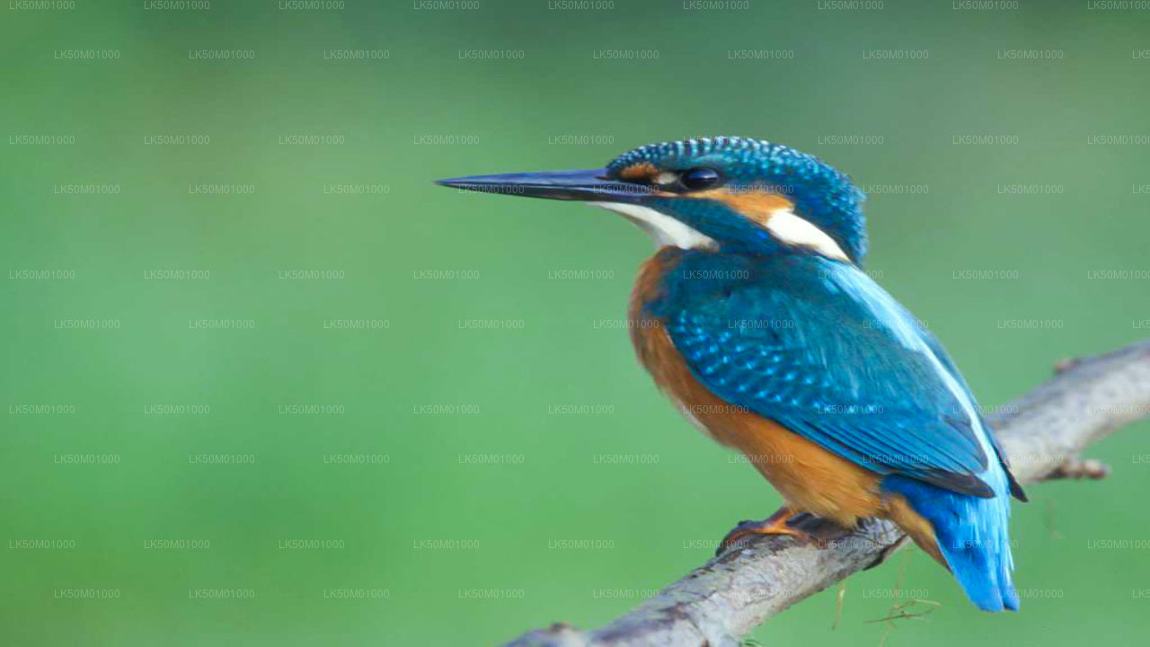 Частное сафари в национальном парке Лахугала-Китулана