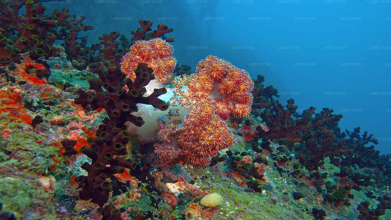 Colorful coral reef with vibrant soft corals underwater in Sri Lanka’s marine habitat.