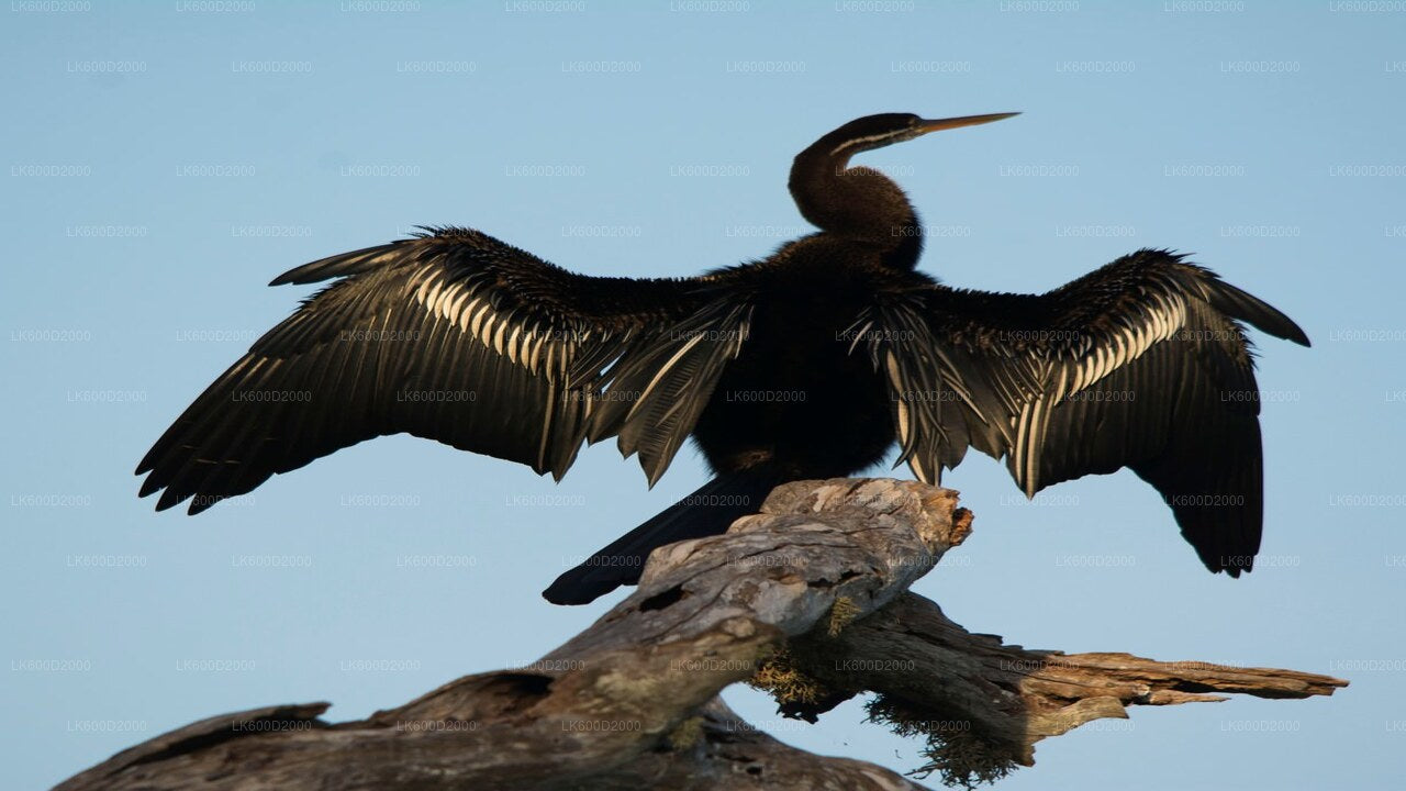 Сафари в национальном парке Бундала из Бентоты