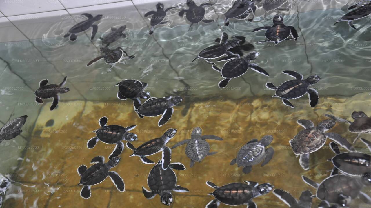 Поездка вдоль побережья из Берувалы в Галле.