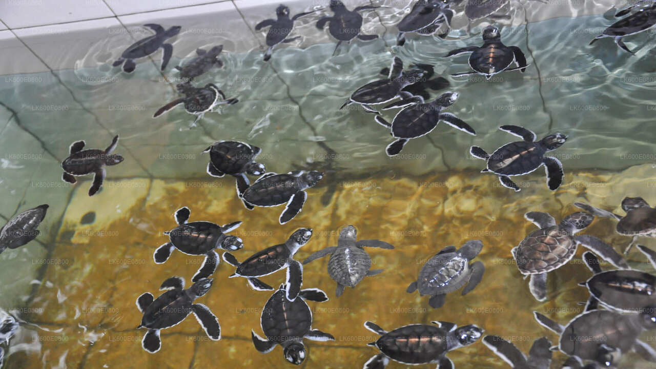 Экскурсия по городу Бентота и поездка в Галле из Берувалы.