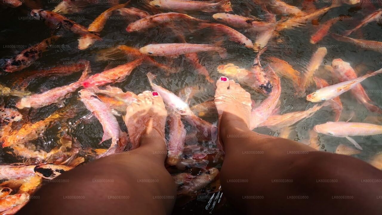 Экскурсия по городу Бентота и поездка в Галле из Берувалы.