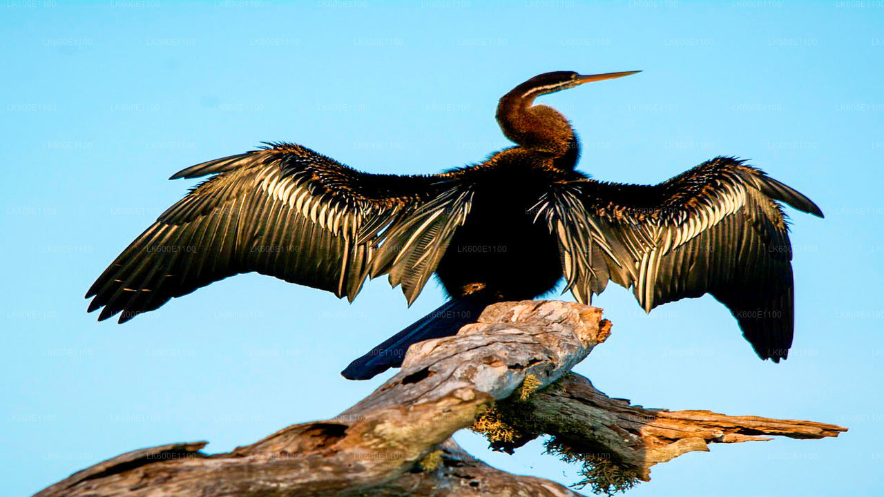 Сафари в национальном парке Бундала из Берувалы