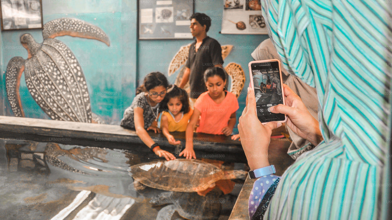 Хандунгода, Галле и Косгода из Коломбо