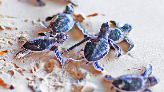 Экскурсия по Бентоте из Галле