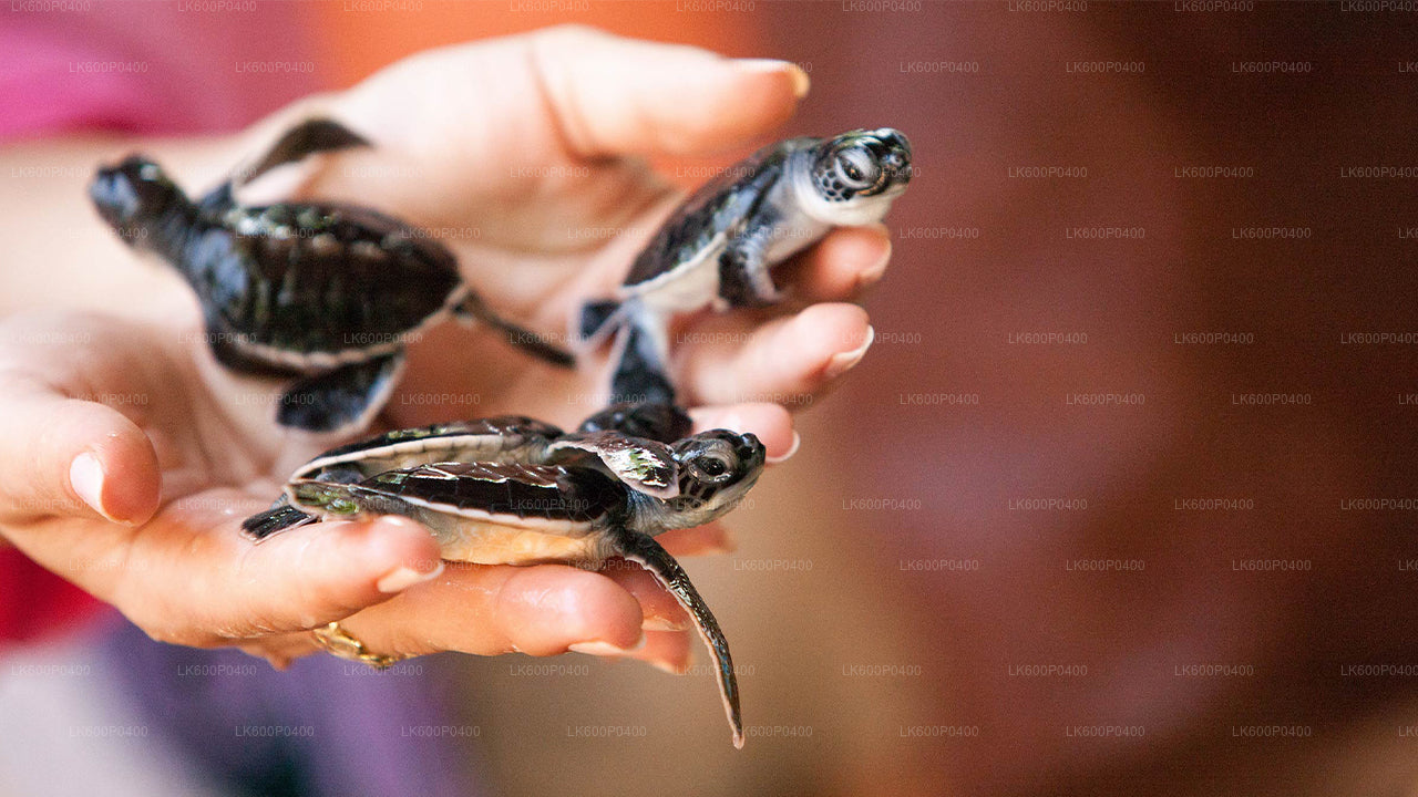 Экскурсия по Бентоте из Галле