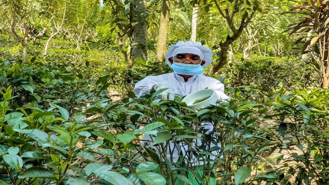 Балапития, Хандунугода и Галле из Бентоты