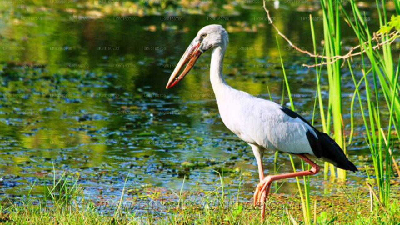 Сафари в национальном парке Удавалаве из Калутара