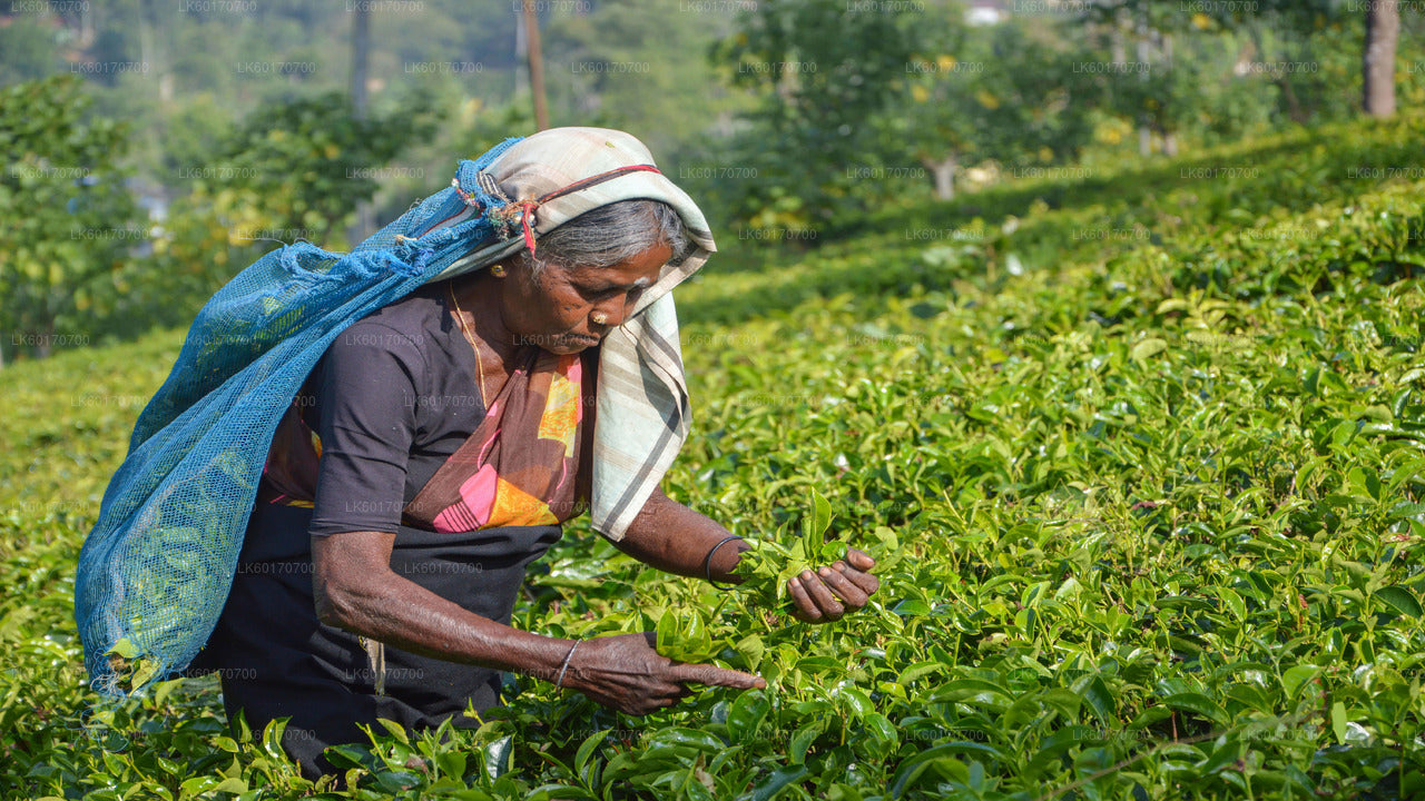 Пик-Пойнт в Центральном нагорье из Канди