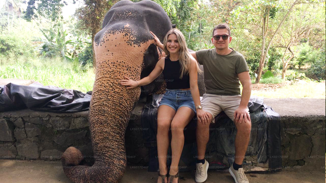 Фонд «Слоны тысячелетия» из Коломбо