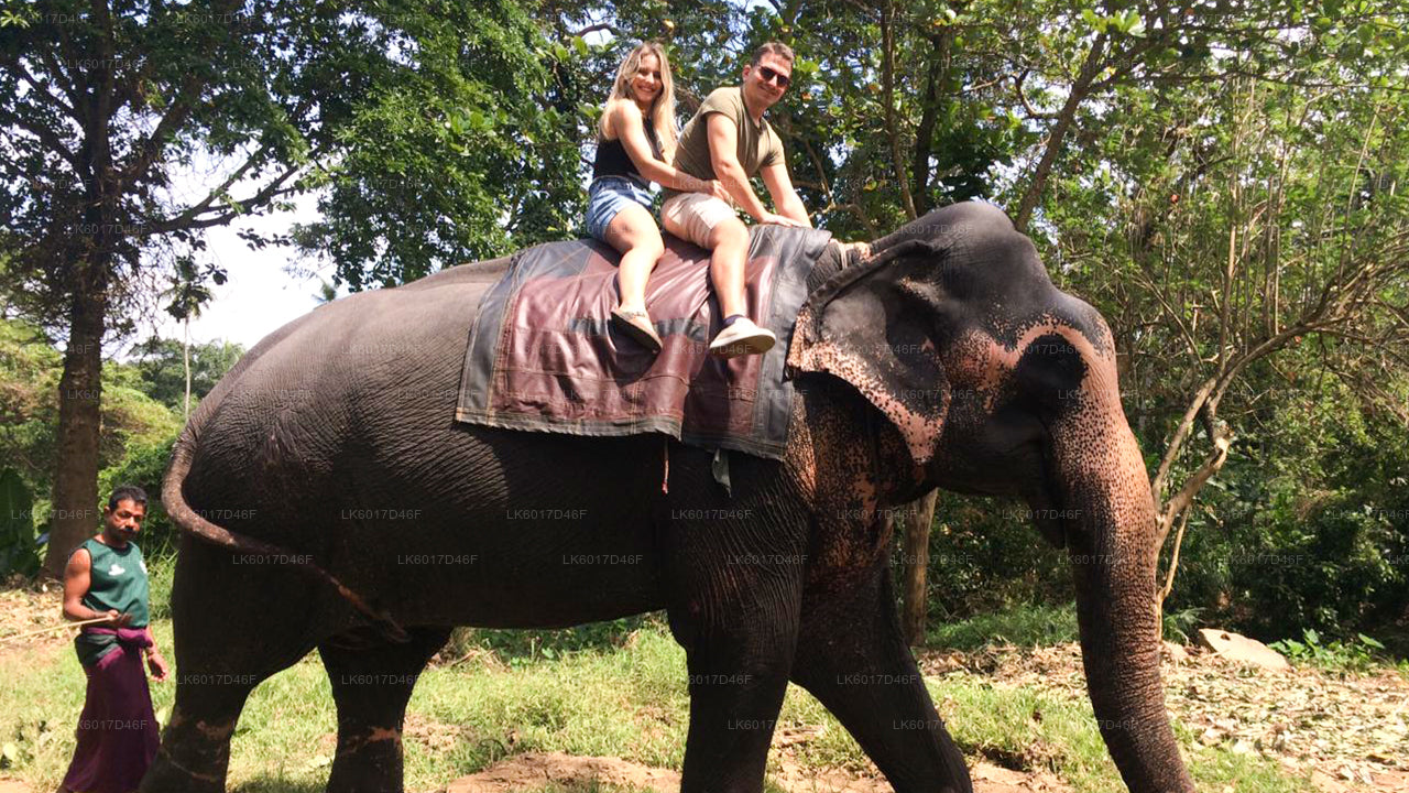 Фонд «Слоны тысячелетия» из Коломбо