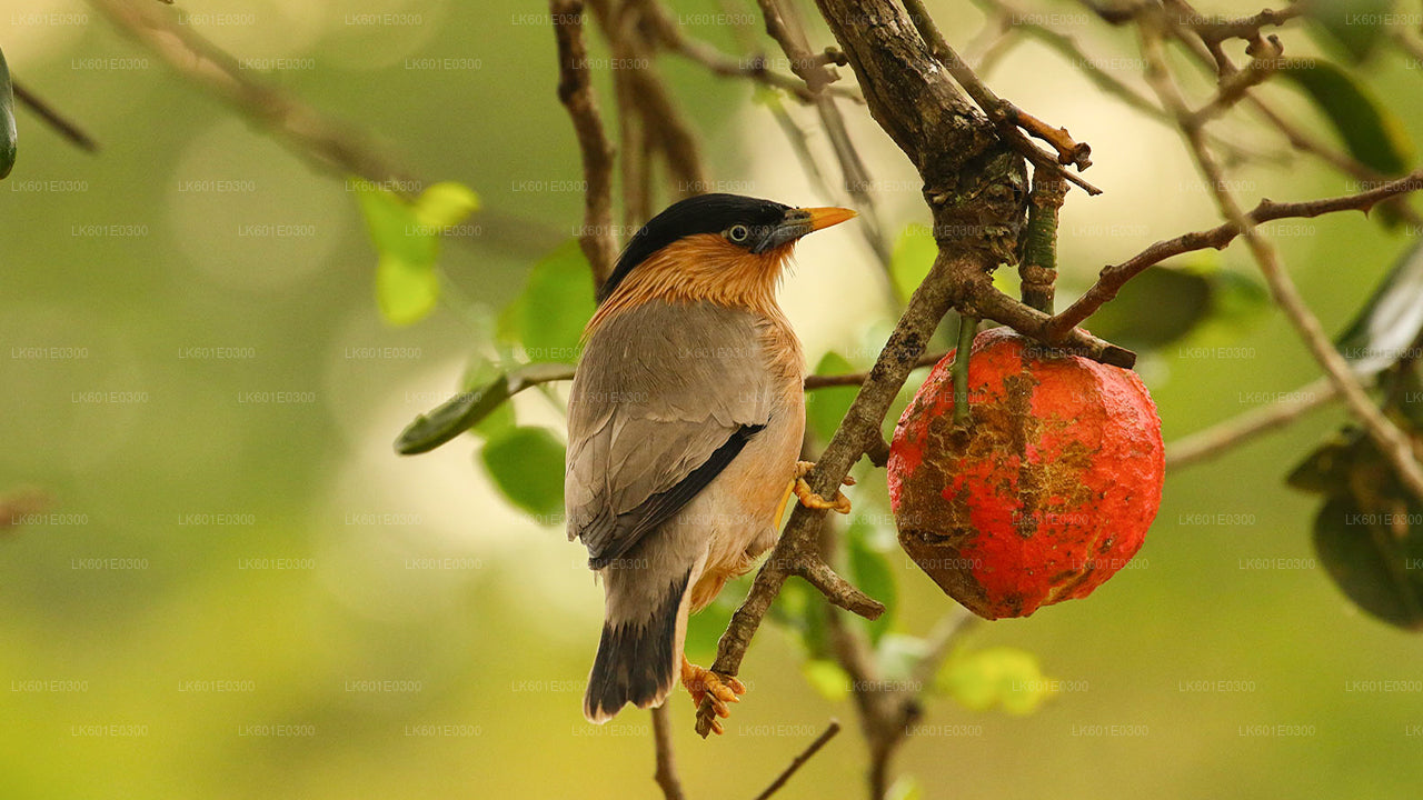 Сафари по национальному парку Бундала из Коггалы