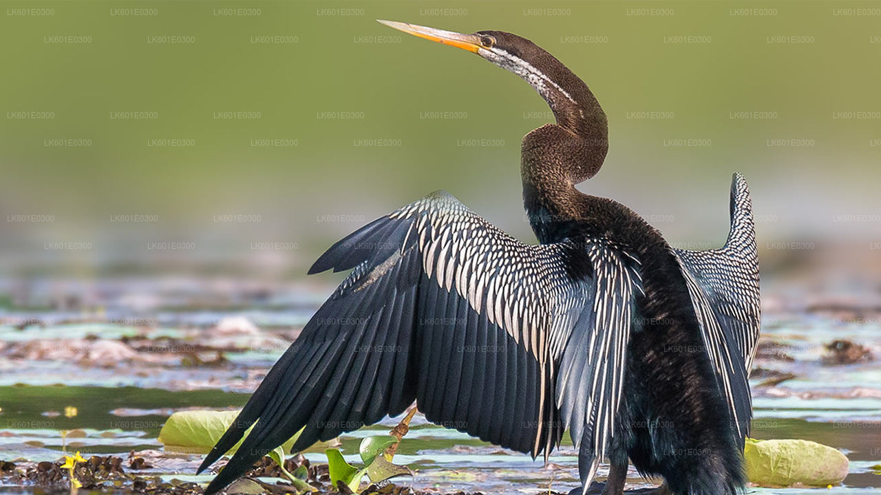Сафари по национальному парку Бундала из Коггалы