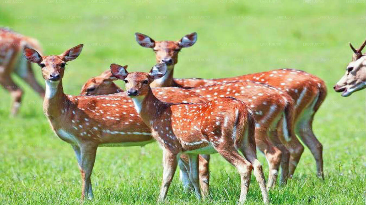 Сафари в национальном парке Вазгамува с отправлением из Полоннарувы.
