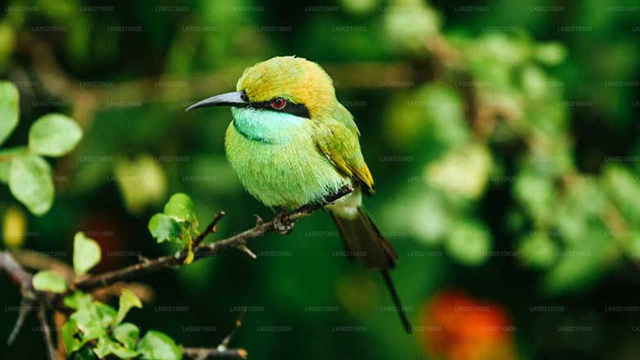 Сафари в национальном парке Бундала из Тангалле