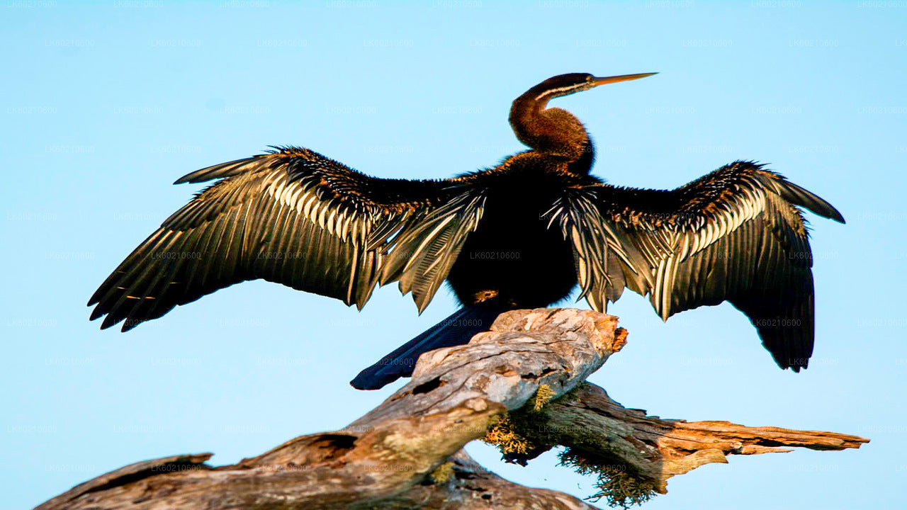 Сафари в национальном парке Бундала из Тангалле