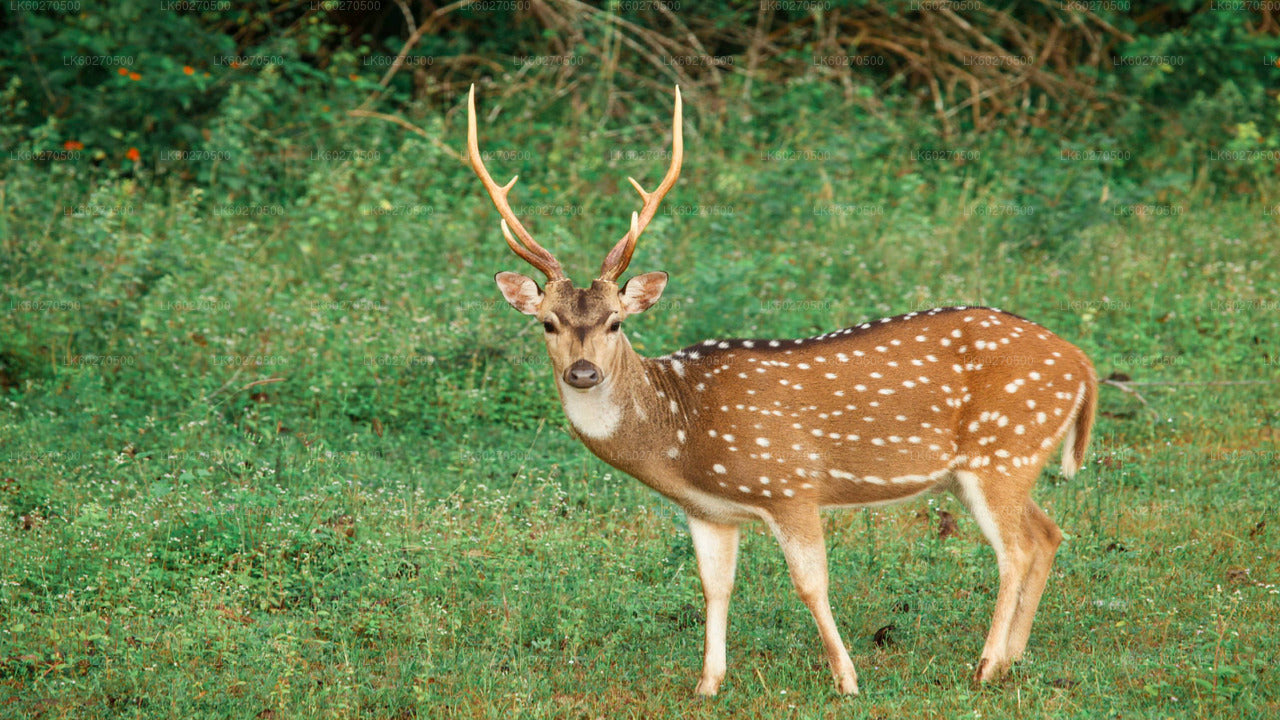 Сафари по национальному парку Яла из Диквеллы.