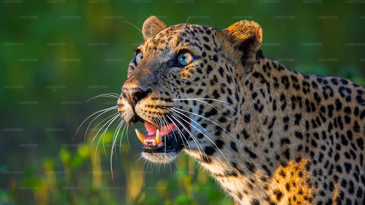 Сафари по национальному парку Яла из Диквеллы.