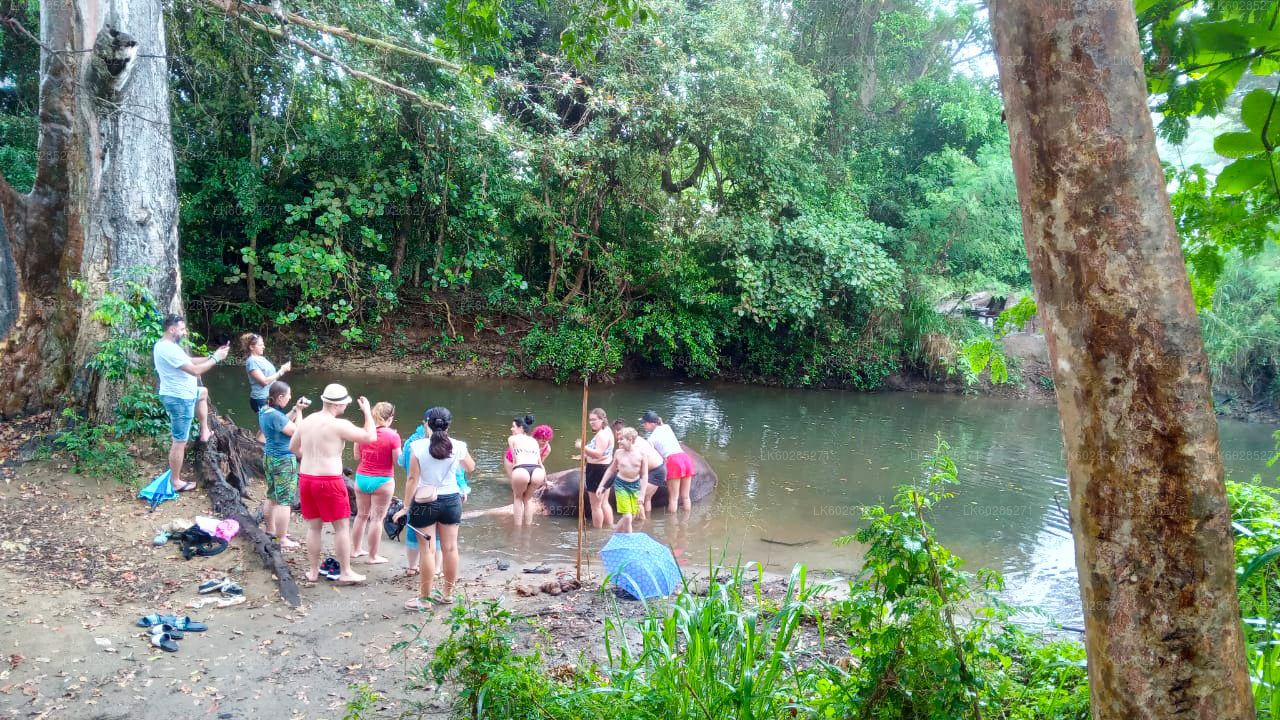 Сафари на слонах из Хабараны