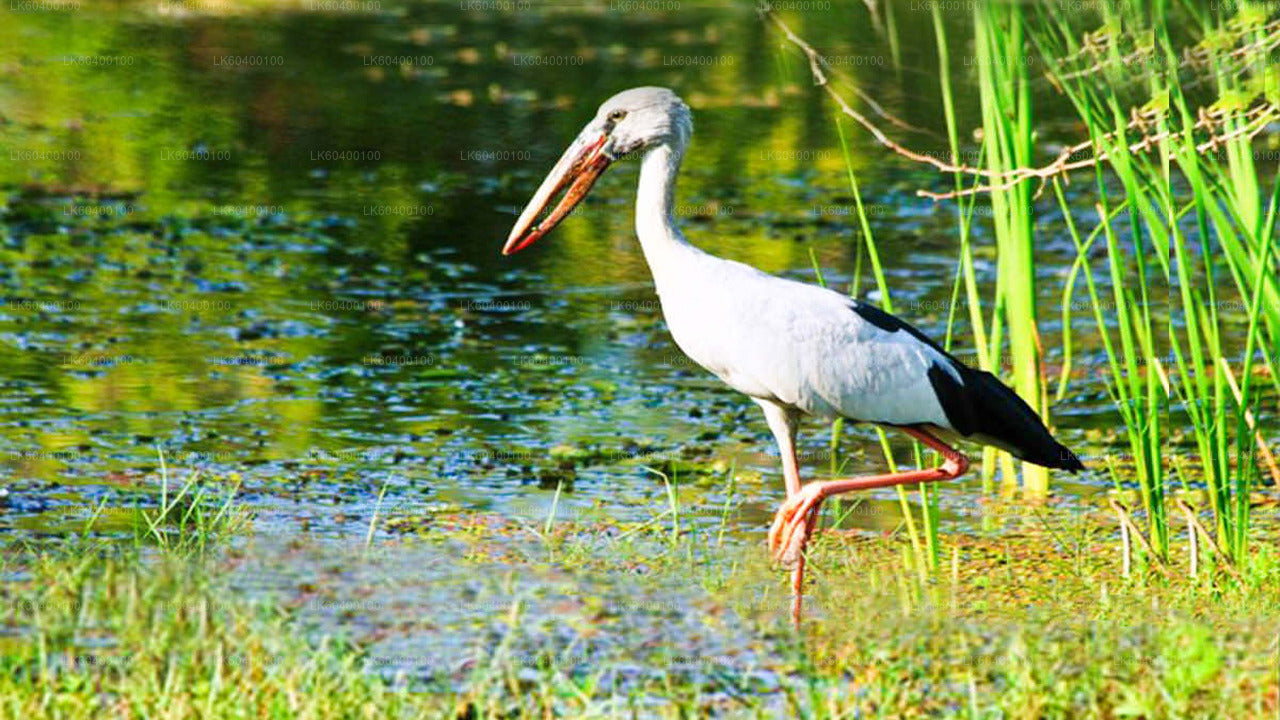 Сафари в национальном парке Удавалаве из Ахунгаллы.