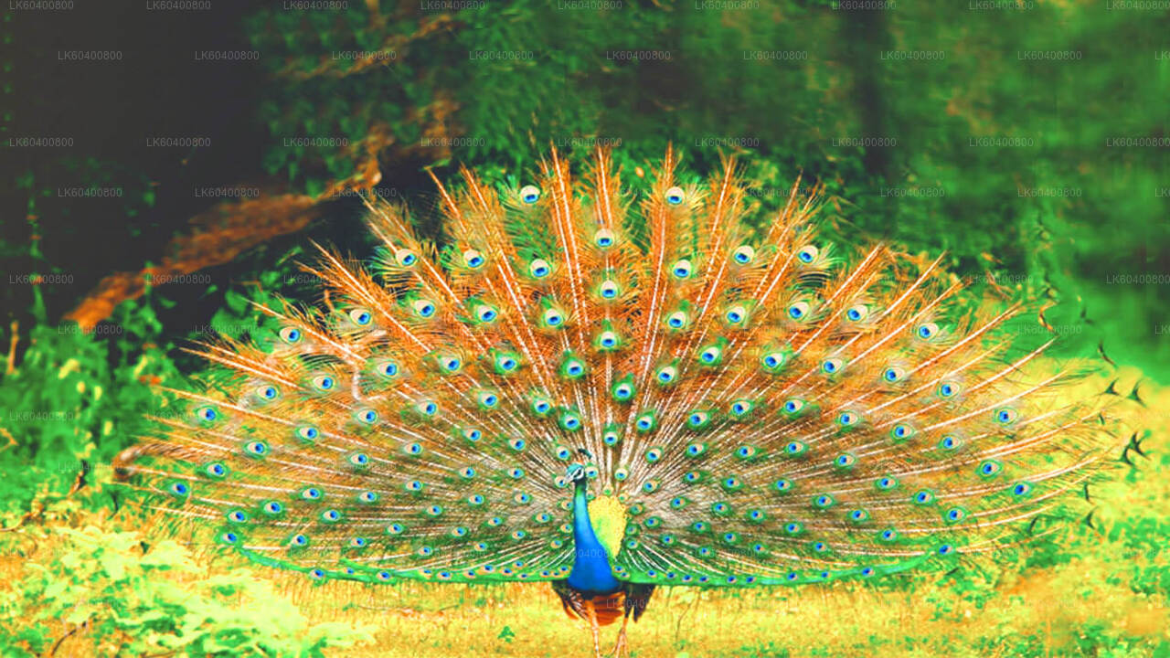 Сафари в национальном парке Яла из Ахунгаллы.
