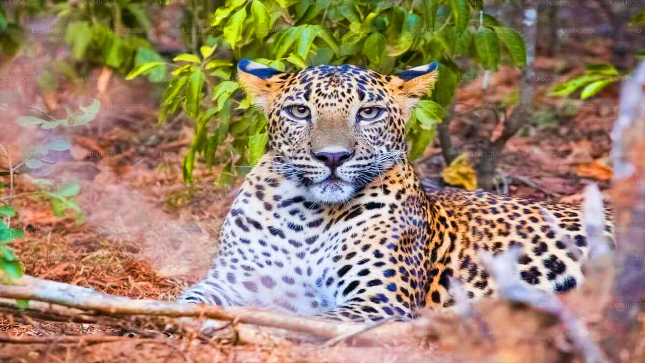 Сафари в национальном парке Яла из Ахунгаллы.