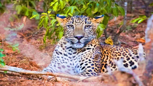 Сафари в национальном парке Яла из Ахунгаллы.