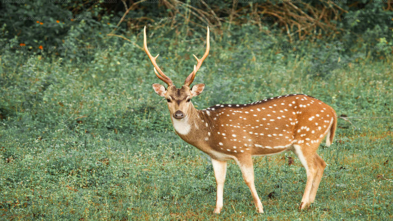 Сафари в национальном парке Яла из Ахунгаллы.
