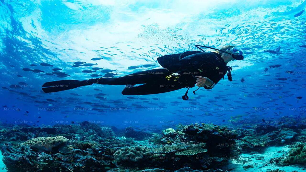 Профессиональный дайвинг из Бентоты