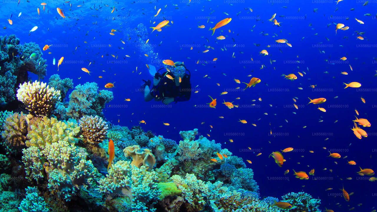 PADI Certificate Open Water Diving Course from Bentota